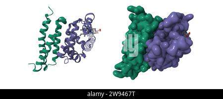 Struktur des oxidierten alpha-Hämoglobins (grün) gebunden an alpha-Hämoglobin-stabilisierende Proteine. 3D-Cartoon- und Gaußsche Oberflächenmodelle, PDB 1z8u. Stockfoto