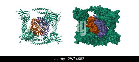 Humanes Methämoglobin mit der zweiten und dritten ORDENTLICHEN Domäne von IsdH (grün) aus Staphylococcus aureus. Farbschema für Kette-ID, PDB 4ij2. Stockfoto