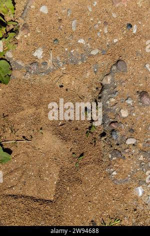 Kleine schwarze Ameisen, die am Eingang zum Ameisenhügel laufen, Ameisen, die im Frühling auf dem Sand laufen Stockfoto