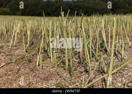 Die Rapsblöcke, die nach der Ernte übrig blieben, das Feld, auf dem die Rapsblume geerntet wurde Stockfoto