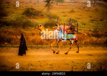 Kamel und eine Frau, die auf einem Feldweg in einem Dorf in Indien laufen. Stockfoto