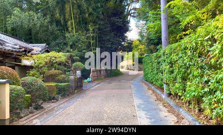 Kyoto Japan Arashiyama Bambuswald Foto Stockfoto