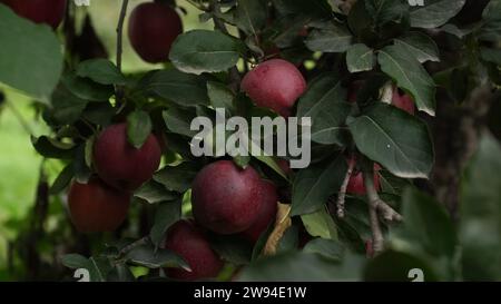 Natural Farm Fresh Red Apfeln – köstliche frische rote Äpfel, die an den Bäumen hängen Stockfoto