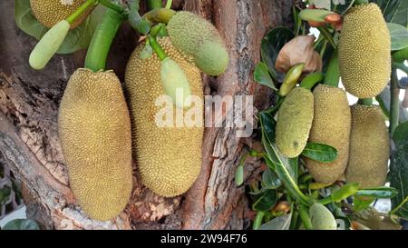 Hunderte von Jackfrüchten hängen an biologisch angebauten Bäumen und zeigen riesige, üppige Jackfrüchte in Thailand. Stockfoto