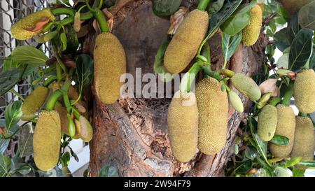 Hunderte von Jackfrüchten hängen an biologisch angebauten Bäumen und zeigen riesige, üppige Jackfrüchte in Thailand. Stockfoto