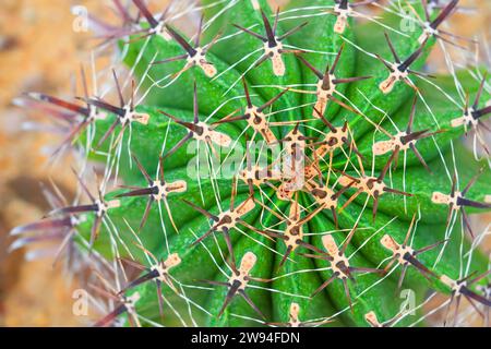 Nahaufnahme von oben auf einen Ferocactus hamatacanthus, Turks Head cactus. Seine schöne Form, grüne Farbe, roten Dornen Haken und Blütenknospen Stockfoto