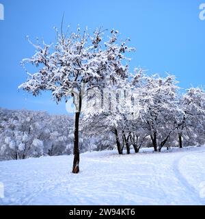Wunderschöne Winterlandschaft mit schneebedeckten Bäumen und blauem Himmel Stockfoto