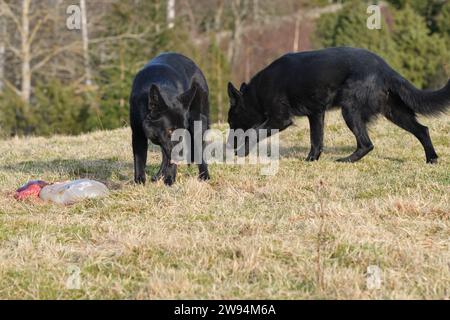 Zwei schwarze Schäferhunde fressen an einem sonnigen Tag in Bredebolet in Skaraborg in Vaestra Goetaland in Schweden Lammabfälle auf einer Wiese Stockfoto