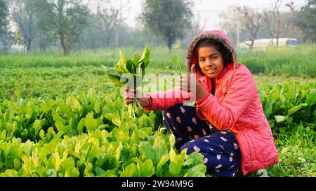 Bauernmädchen erntet grünen Spinat. Organische Palak Vorteile, beugt Krebs vor, senkt den Blutzucker, hilft bei der Gewichtsreduktion. Stockfoto