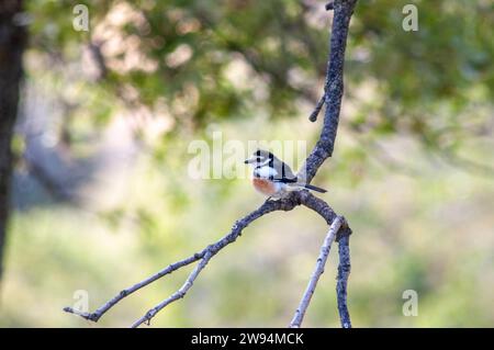 Erwachsener männlicher maskierter Shrike (Lanius nubicus) auf einem Baum auf Lesbos, Griechenland. Stockfoto