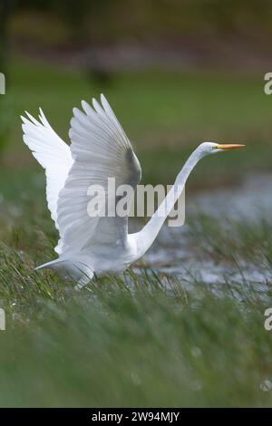 Großer Weißreiher, Ardea alba, auf den Azoren. Möglicher amerikanischer Vagrant. Stockfoto