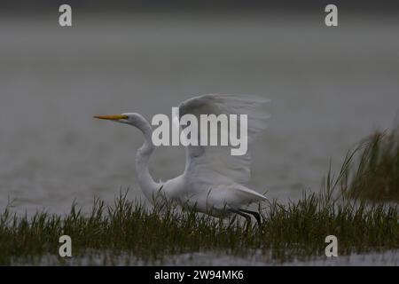 Großer Weißreiher, Ardea alba, auf den Azoren. Möglicher amerikanischer Vagrant. Stockfoto