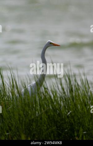 Großer Weißreiher, Ardea alba, auf den Azoren. Möglicher amerikanischer Vagrant. Stockfoto