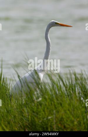 Großer Weißreiher, Ardea alba, auf den Azoren. Möglicher amerikanischer Vagrant. Stockfoto