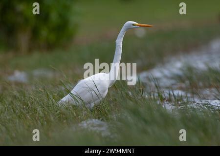 Großer Weißreiher, Ardea alba, auf den Azoren. Möglicher amerikanischer Vagrant. Stockfoto