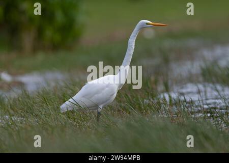 Großer Weißreiher, Ardea alba, auf den Azoren. Möglicher amerikanischer Vagrant. Stockfoto