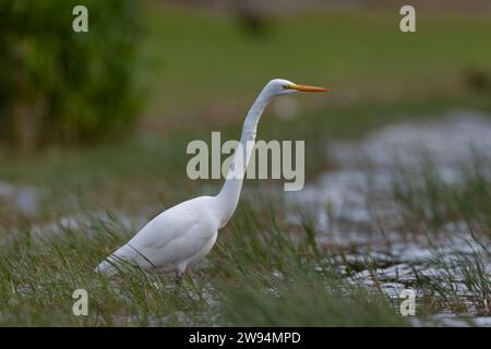 Großer Weißreiher, Ardea alba, auf den Azoren. Möglicher amerikanischer Vagrant. Stockfoto