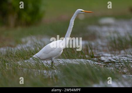 Großer Weißreiher, Ardea alba, auf den Azoren. Möglicher amerikanischer Vagrant. Stockfoto