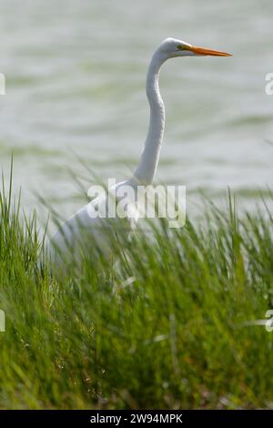 Großer Weißreiher, Ardea alba, auf den Azoren. Möglicher amerikanischer Vagrant. Stockfoto