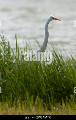 Großer Weißreiher, Ardea alba, auf den Azoren. Möglicher amerikanischer Vagrant. Stockfoto