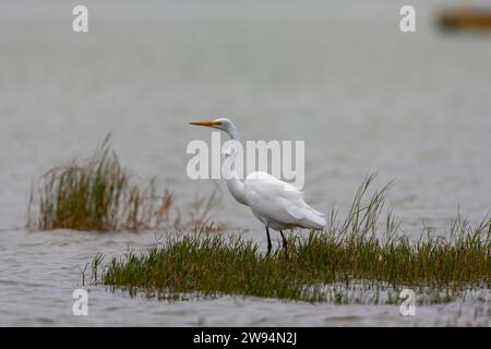 Großer Weißreiher, Ardea alba, auf den Azoren. Möglicher amerikanischer Vagrant. Stockfoto