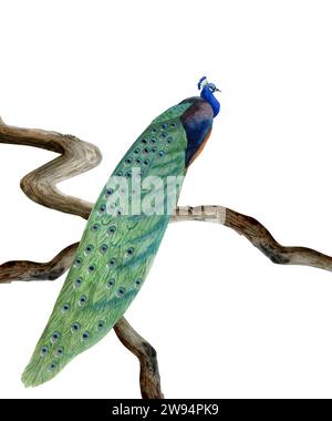 Pfauenvogel mit langem Schwanz, der zwischen braunen Zweigen sitzt, Illustration isoliert auf weiß. Tropische Natur Clipart Stockfoto