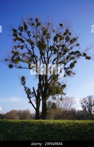 Porträt eines Winterbaums mit vielen Misteln vor blauem Himmel neben der Lauter Stockfoto