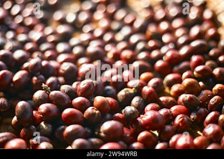 Kaffeebohnen Beeren Trocknung natürlicher Prozess, selektiver Fokus Stockfoto