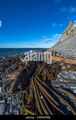 Uferlinie im Fort Ebey State Park, WA Stockfoto