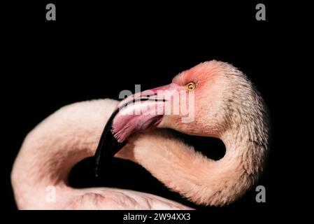 Porträt eines anmutigen rosafarbenen Flamingos, das sein elegantes Profil zeigt, während er seinen Hals voller Pose wölbt Stockfoto
