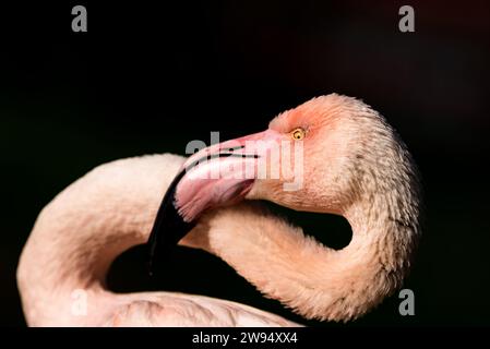 Porträt eines anmutigen rosafarbenen Flamingos, das sein elegantes Profil zeigt, während er seinen Hals voller Pose wölbt Stockfoto