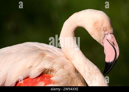 Porträt eines anmutigen rosafarbenen Flamingos, das sein elegantes Profil zeigt, während er seinen Hals voller Pose wölbt Stockfoto