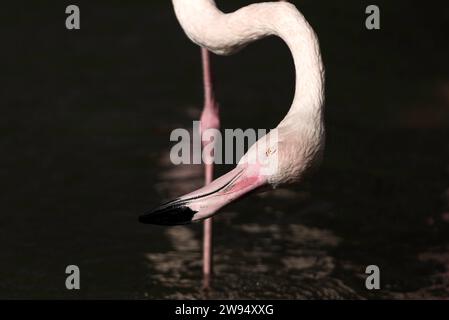 Ein Porträt eines rosa Flamingos, der anmutig auf einem Bein im Wasser steht. Stockfoto