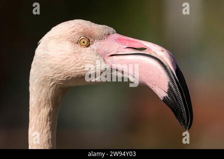 Ein fesselndes Porträt, das die Eleganz eines rosafarbenen Flamingos im Profil zeigt und die Details von Kopf und Hals in Nahaufnahme einfängt. Stockfoto