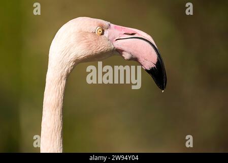 Ein fesselndes Porträt, das die Eleganz eines rosafarbenen Flamingos im Profil zeigt und die Details von Kopf und Hals in Nahaufnahme einfängt. Stockfoto