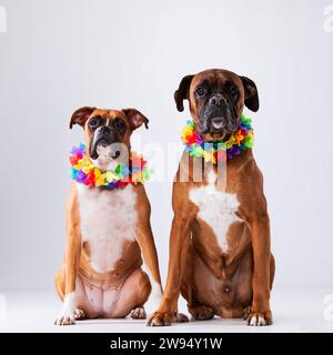 Zwei Boxerhunde mit hawaii Halsband Stockfoto