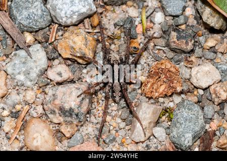 wolfsspinne, Venatrix sp., am Boden, Cape Conran, Australien Stockfoto