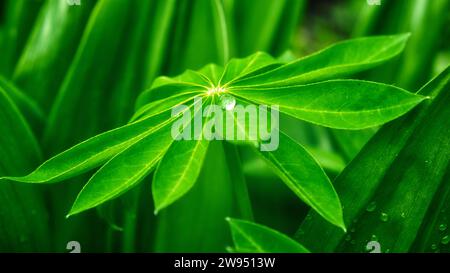 Das Foto zeigt ein Blatt mit einem Wassertropfen, während andere Blätter den Hintergrund bilden. Ein großer Tropfen Wasser auf einem Blatt Lupine. Stockfoto