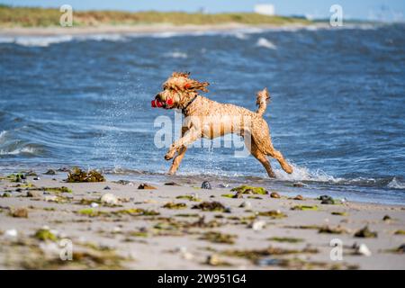 goldenes Doodle, das am Strand läuft Stockfoto