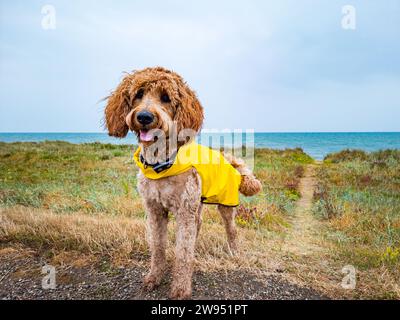 Glücklicher Hund mit Regenmantel am Strand Stockfoto