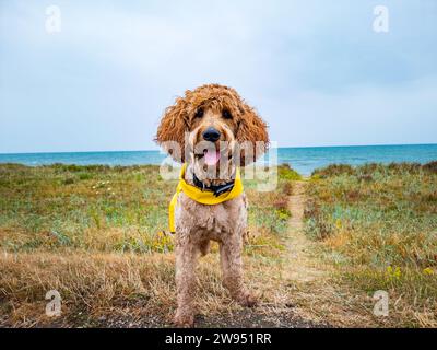 Glücklicher Hund mit Regenmantel an der Küste Stockfoto