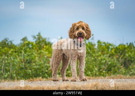 Glücklicher Hund auf dem Land Stockfoto
