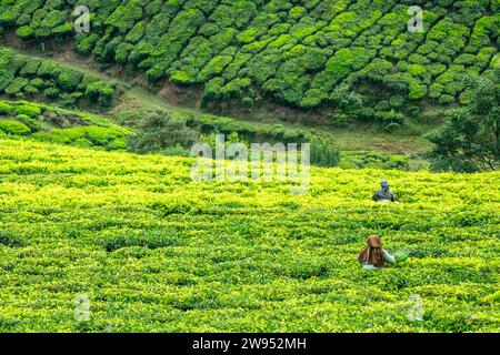 Arbeiter sammeln Teeblätter auf grünen Plantagen, Munnar, Kerala, Südindien Stockfoto