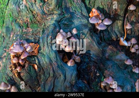 Am frühen Morgen taucht das Sonnenlicht auf eine Gruppe von Mycena, einer großen Gattung von kleinen saprotrophen Pilzen, die in wi selten mehr als Zentimeter groß sind Stockfoto