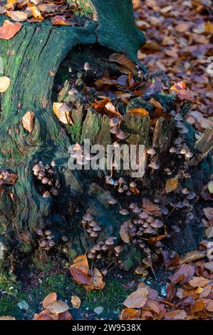 Am frühen Morgen taucht das Sonnenlicht auf eine Gruppe von Mycena, einer großen Gattung von kleinen saprotrophen Pilzen, die in wi selten mehr als Zentimeter groß sind Stockfoto