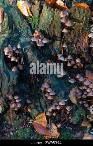 Am frühen Morgen taucht das Sonnenlicht auf eine Gruppe von Mycena, einer großen Gattung von kleinen saprotrophen Pilzen, die in wi selten mehr als Zentimeter groß sind Stockfoto