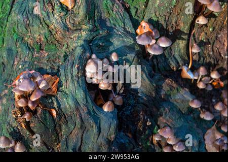 Am frühen Morgen taucht das Sonnenlicht auf eine Gruppe von Mycena, einer großen Gattung von kleinen saprotrophen Pilzen, die in wi selten mehr als Zentimeter groß sind Stockfoto