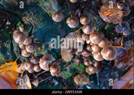 Am frühen Morgen taucht das Sonnenlicht auf eine Gruppe von Mycena, einer großen Gattung von kleinen saprotrophen Pilzen, die in wi selten mehr als Zentimeter groß sind Stockfoto