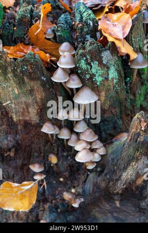 Am frühen Morgen taucht das Sonnenlicht auf eine Gruppe von Mycena, einer großen Gattung von kleinen saprotrophen Pilzen, die in wi selten mehr als Zentimeter groß sind Stockfoto