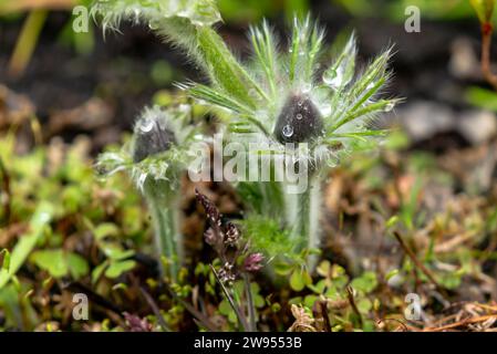 Flauschiges Traumgras oder Pulsatílla patens oder Anemone patens Knospen, die ersten Blüten mit Tautropfen. Stockfoto